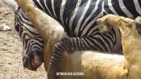 🦁🍽️ Savage Feast: Lions Shred Zebra's Flesh for Lunchtime Carnage! 😱🌿