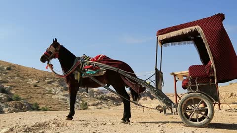 Horse with carriage in ancient Petra, originally known to Nabataeans