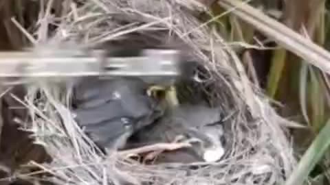 Unveiling Nature's Drama: Unprecedented Encounter as a Beetle Takes on a Young Bird!