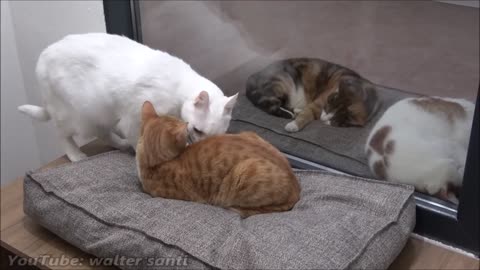 Cat Tries To Get On The Bed Without Waking Other Cat Up