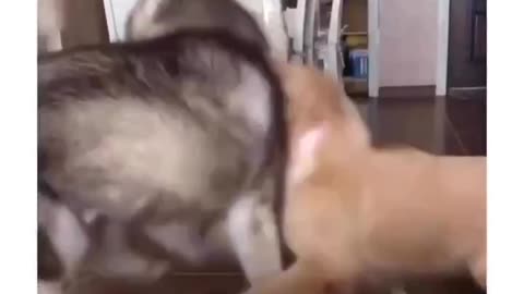 Cat slaps a dog 😂😂