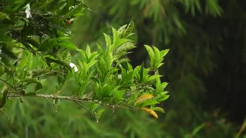 4K Nature video ,beautiful rain