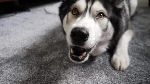 15 Times My Sister Husky Spoke Near Perfect English! The best He