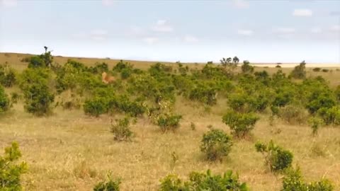 Touching Story ! Lion Becomes Gentle To Adopt Cheetah's Cubs - Cheetah Vs ,Oryx-8