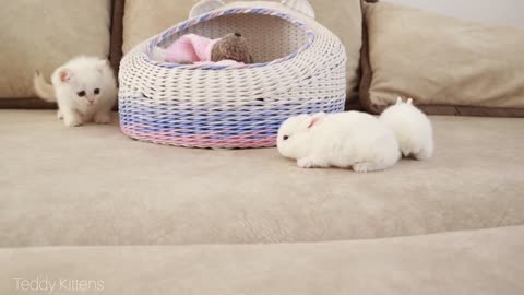 It's very Cute! : White kitten and little white bunnies 🥰