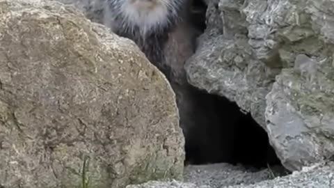 manul