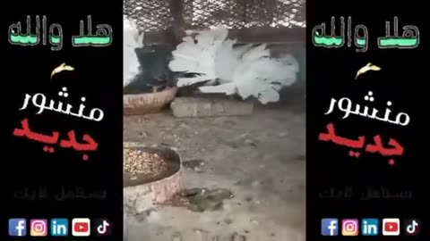 حمام رقاص هولندي