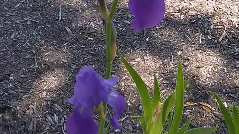 Bearded Iris