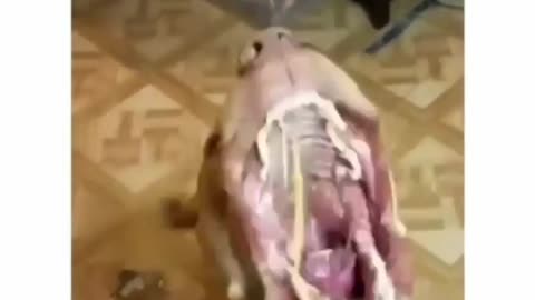 Most watched Dog eating very fast