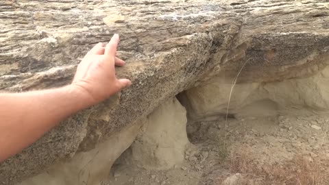 PETRIFIED TREES Unravel a Mysterious Outcrop of Rock with a Geologist.