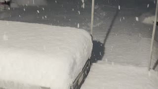 Husky Goes Headfirst Into First Snow