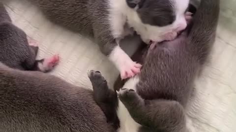 The puppy thought his friend was the mother, so he suckled well