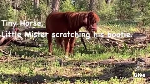 Tiny Horse “Little Mister” scratching his bootie