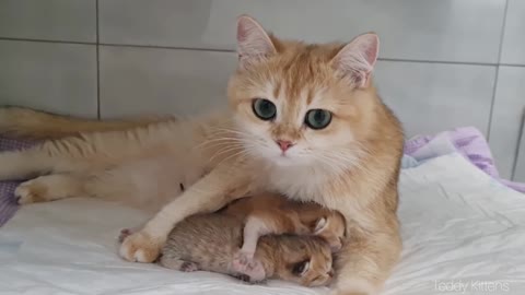 The Cat with Big Eyes is excited to give birth to her adorable newborn kittens.