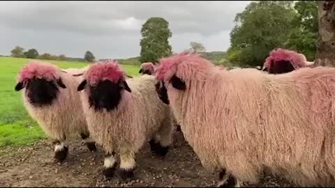 South Yorkshire sheep sport bright pink wool after feeder mishap