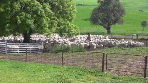 Yard Work. New Imported Australian bloodlines to Devonairs kelpie stud.