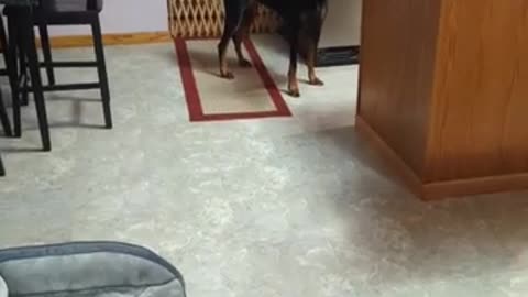 Dinner Time For Doberman & Her Brother