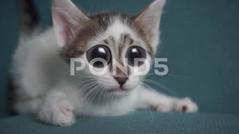 funny suprised cat big eyes.....