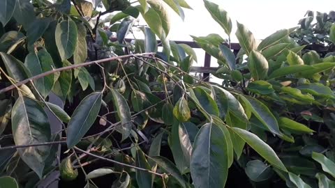 American Persimmon variety Morris Burton has set a handful of fruits 🤩