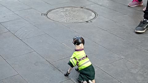 Tiny Police Dog Cleans Up the Streets