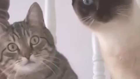 Funny Cats!