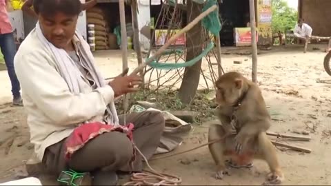 Funny animal monkey dance videos