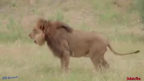 Discovery wild animals fight/2buffalos vs 10 lion hyena wild dogs attack deer,