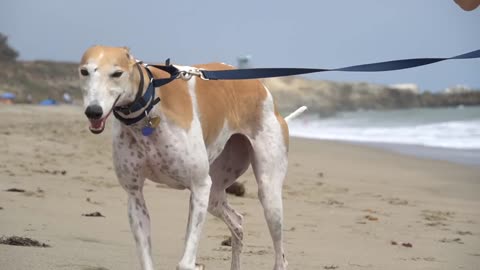 Taking Our Greyhound To The Beach For The First Time