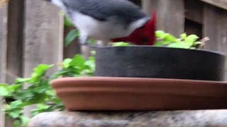 #Back Yard Birds Hawai’i Red Crested Cardinal gal