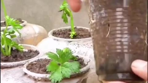 Window Micro Farming