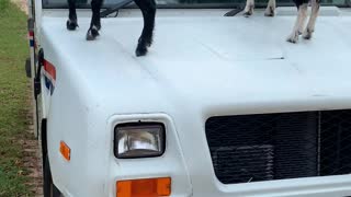 Curious Goats Greet Morning Mail Carrier