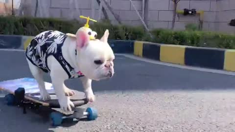 Bulldog on skateboard