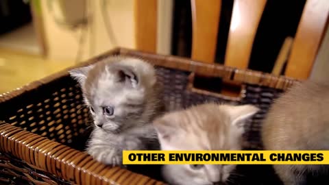 Cats Education-Treatments For Stressed Cats