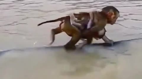 The mother jumped into the water bravely to save the little monkey