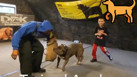 Giant Pitbull protects 2 young boys-By Training Academy