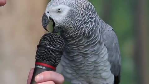 Talking Gray Parrot