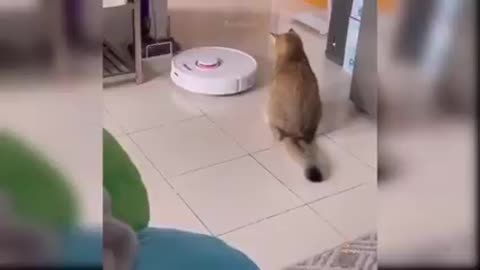 Cute and Funny Cat video