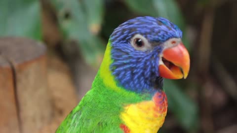 Look how cute the colored parrot's tongue is