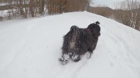 Dog walking on the snow with a lot fur cute dog