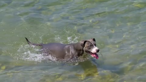 Dogs swimming the river.