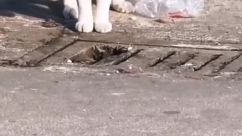 A cat catches a mouse in a strange way