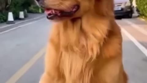 Funny dog 🐶 😁 😁 l Dog Training Course Check out Link In Description 👇 👇