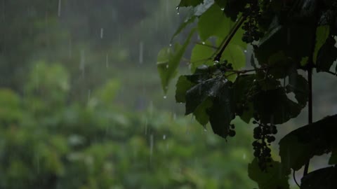 Rain - For your video Editing