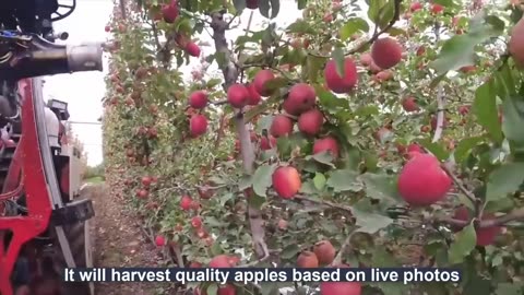 How to produce millions of Apple Tree - Apple Seedlings Production - Harvesting and processing Apple