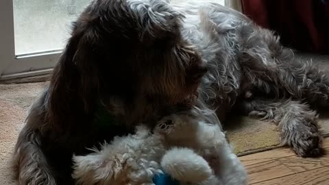 Heartwarming Patience of "Grampa" Dog With Young Pup Will Make You Smile!