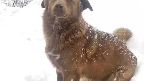 Dog is enjoying snow..and ready for photoshoot ..Must watch guys 🥰