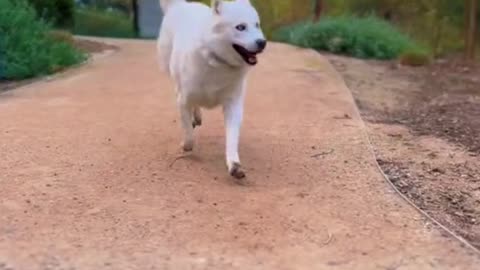 funny dog ​​video