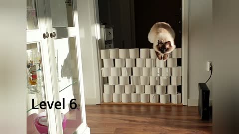 Cat jumps 7 levels