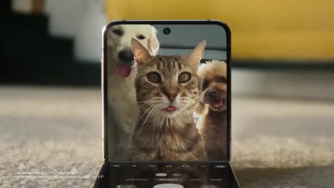 Kucing lucu iklan hp