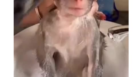 little monkey bath so cuty funny short video